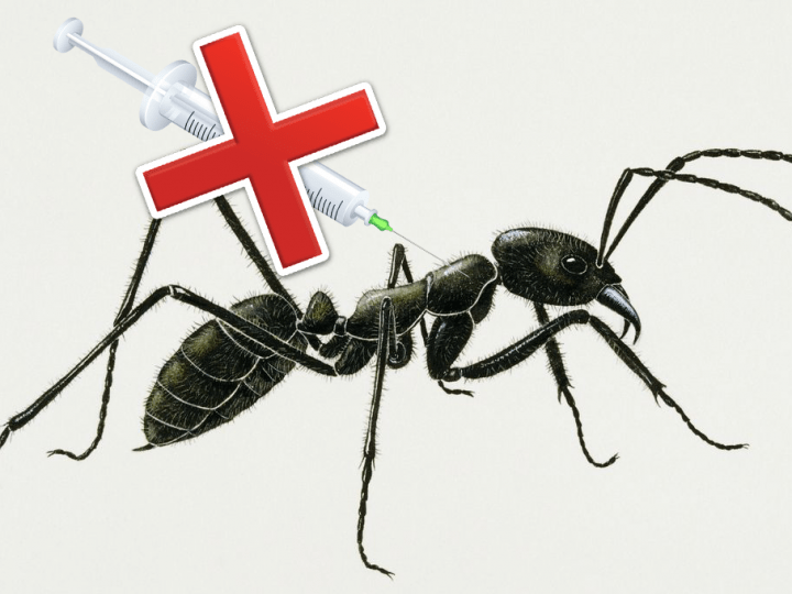 La liste ANT’i vaxx contrainte d’annuler sa participation aux campagnes faute de pass sanitaire