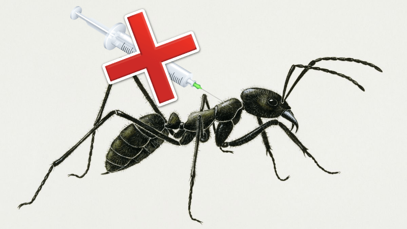 La liste ANT’i vaxx contrainte d’annuler sa participation aux campagnes faute de pass sanitaire